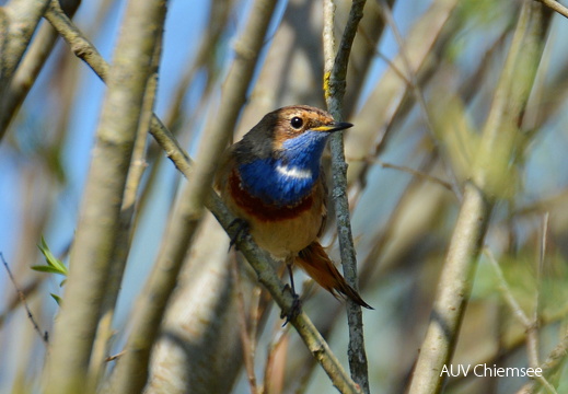 AktNatBeo-170400-ja-Blaukehlchen