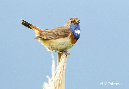 AktNatBeo-170613 bis 24-dn-96A6886 Blaukehlchen Grabenstaett HDN