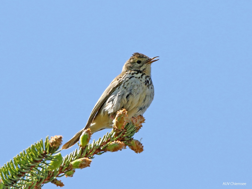 AktNatBeo-170510-hw-Baumpieper Kendlmuhlfilzen 876A6259-1200pix