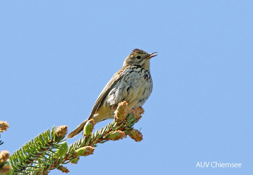 AktNatBeo-170510-hw-Baumpieper Kendlmuhlfilzen 876A6259-1200pix