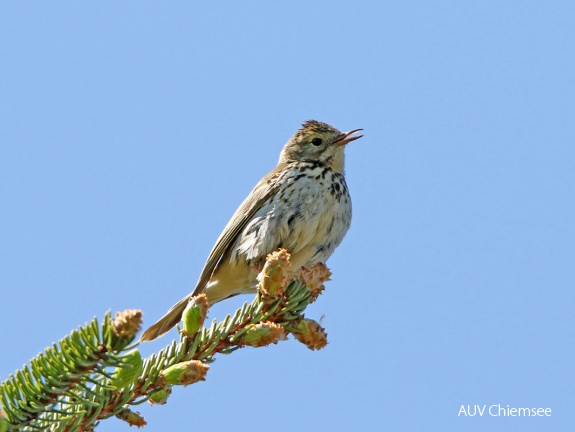 AktNatBeo-170510-hw-Baumpieper Kendlmuhlfilzen 876A6259-1200pix