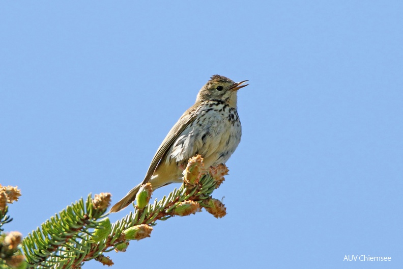 AktNatBeo-170510-hw-Baumpieper_Kendlmuhlfilzen_876A6259-1200pix.jpg