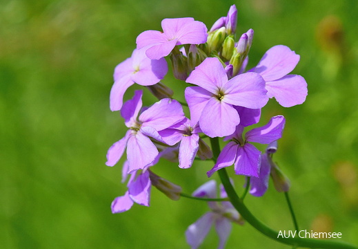 AktNatBeo-170600-jz-Nachtviole JZI 2253
