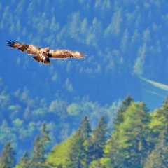 AktNatBeo-170527-ja-Steinadler