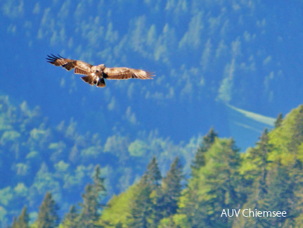 AktNatBeo-170527-ja-Steinadler