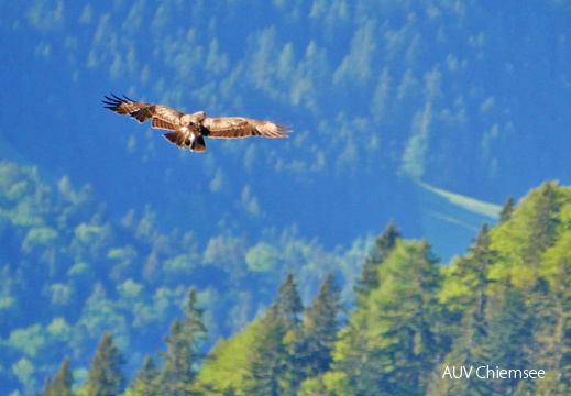 AktNatBeo-170527-ja-Steinadler