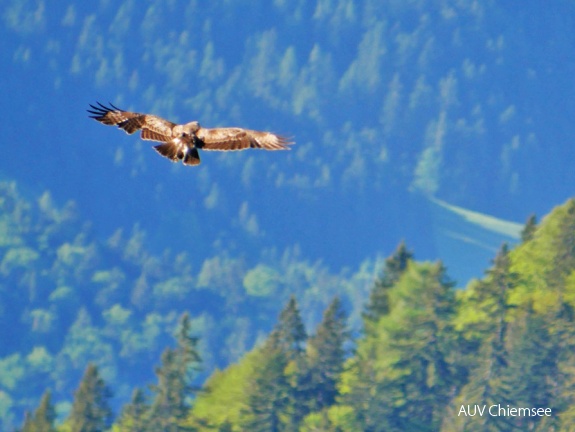 AktNatBeo-170527-ja-Steinadler