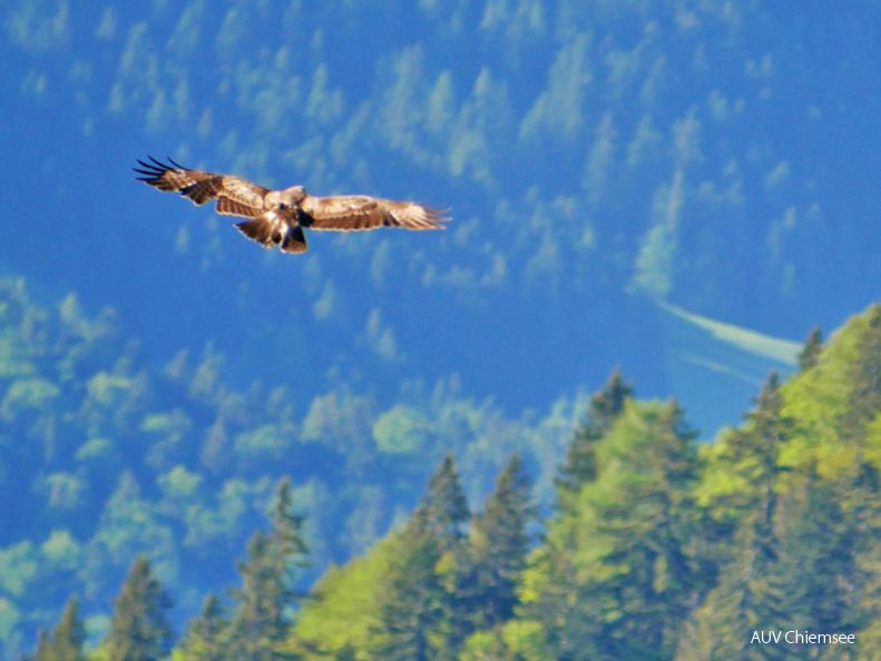 AktNatBeo-170527-ja-Steinadler