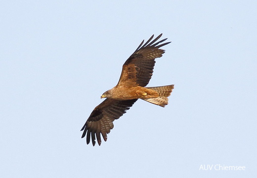 AktNatBeo-170600-dn 96A5057 Schwarzmilan HB HDN
