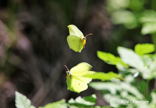 AktNatBeo-170510-hw-Zitronenfalter Kendlmuhlfilzen 876A6109-1200pix