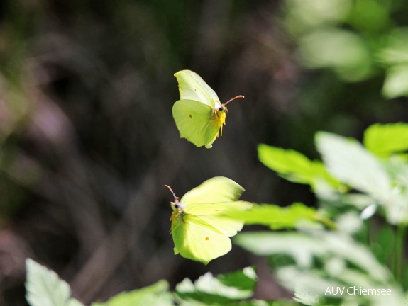 AktNatBeo-170510-hw-Zitronenfalter Kendlmuhlfilzen 876A6109-1200pix