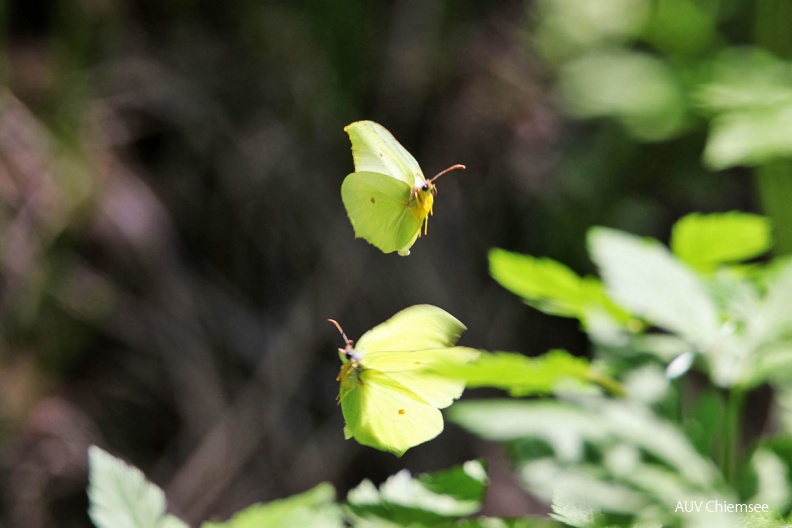 AktNatBeo-170510-hw-Zitronenfalter_Kendlmuhlfilzen_876A6109-1200pix.jpg