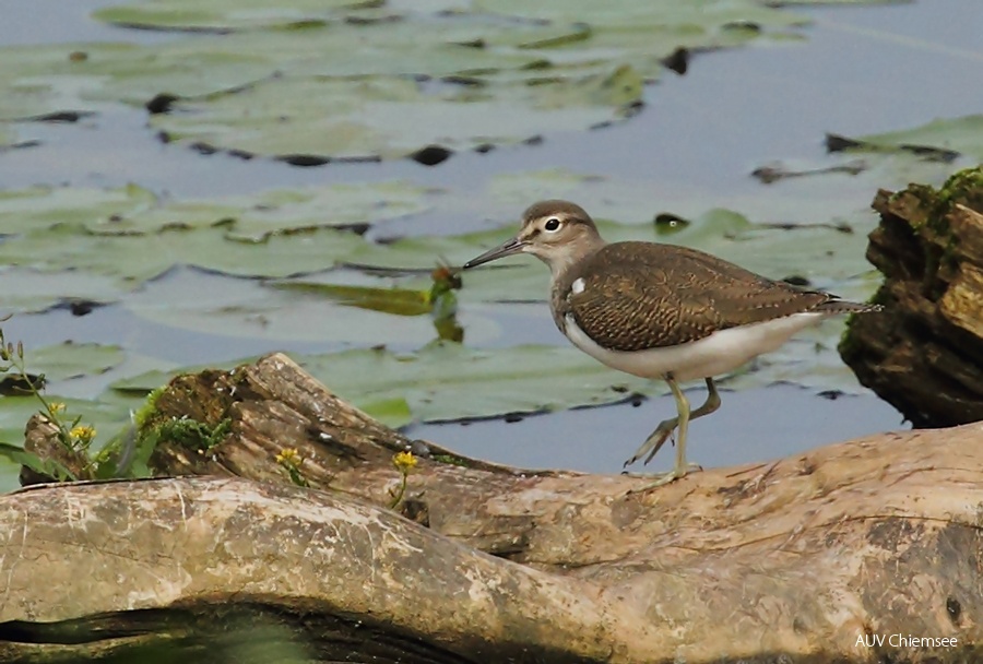 AktNatBeo-170813-mm-Flussuferlaeufer Manitz