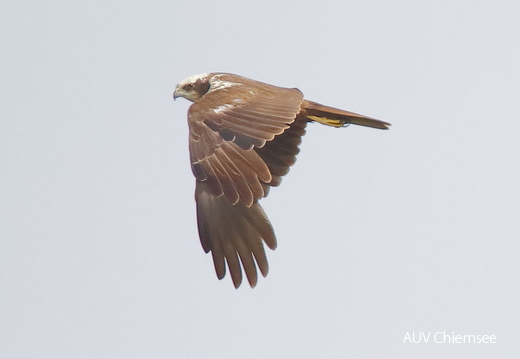 AktNatBeo-170613 bis 24-dn-96A9566 Rohrweihe wbl HB HDN 1