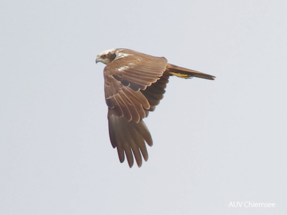 AktNatBeo-170613 bis 24-dn-96A9566 Rohrweihe wbl HB HDN 1