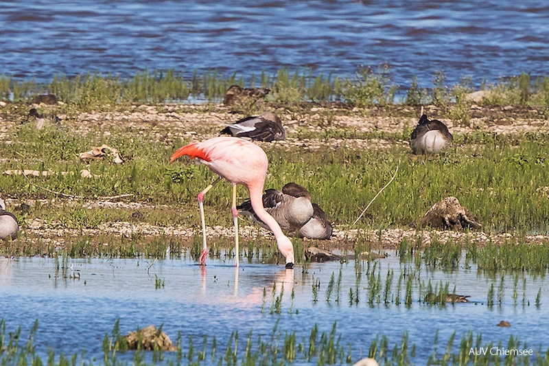 AktNatBeo-170711-ah-Flamingo bei der Nahrungssuche HB-800