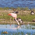 AktNatBeo-170711-ah-Flamingo bei der Nahrungssuche HB-800