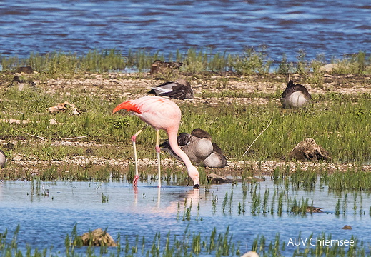 AktNatBeo-170711-ah-Flamingo bei der Nahrungssuche HB-800