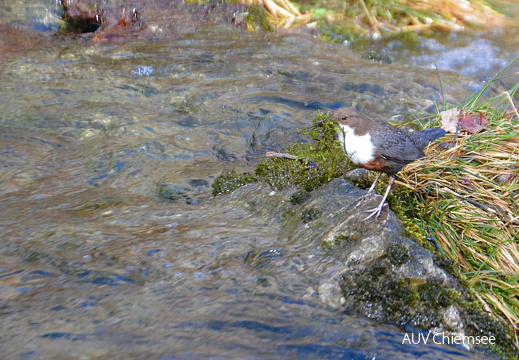 AktNatBeo-170215-Wasseramsel Nestbau