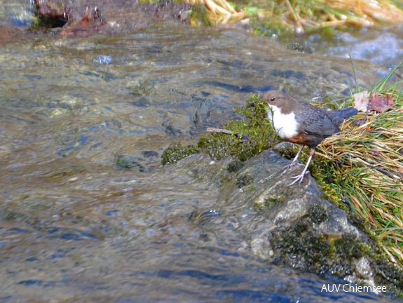 AktNatBeo-170215-Wasseramsel Nestbau