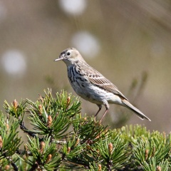 AktNatBeo-170516-hw-Baumpieper  mPK Kendlmuhlfilzen Grassau 876A7370-1024pix