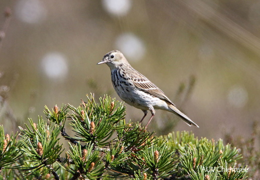 AktNatBeo-170516-hw-Baumpieper  mPK Kendlmuhlfilzen Grassau 876A7370-1024pix