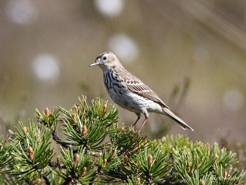 AktNatBeo-170516-hw-Baumpieper  mPK Kendlmuhlfilzen Grassau 876A7370-1024pix