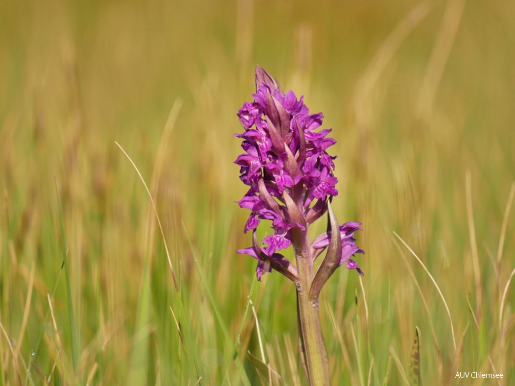 AktNaTBeo-170516-ja-Orchidee Breiblaettriges Knabenkraut-1024pix