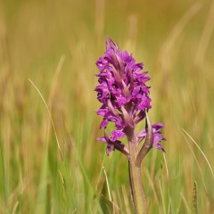 AktNaTBeo-170516-ja-Orchidee Breiblaettriges Knabenkraut-1024pix