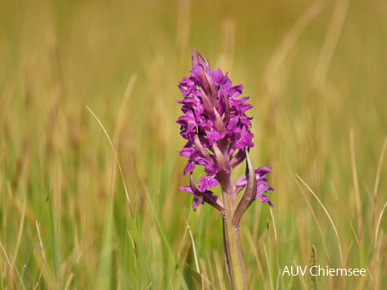 AktNaTBeo-170516-ja-Orchidee Breiblaettriges Knabenkraut-1024pix