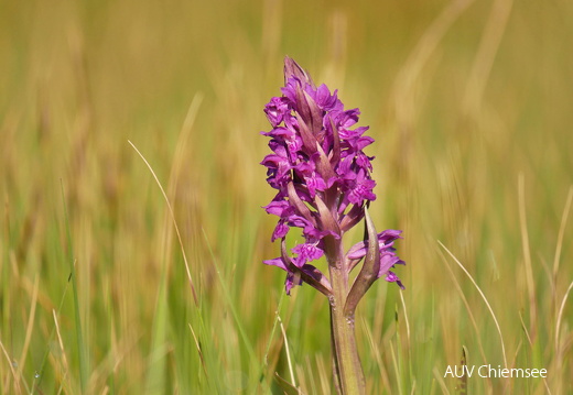 AktNaTBeo-170516-ja-Orchidee Breiblaettriges Knabenkraut-1024pix