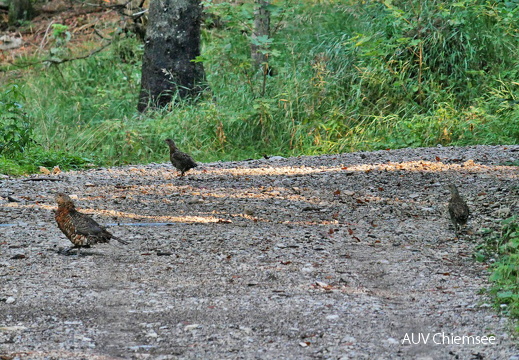 AktNatBeo-170904-ja-Auerhenne Gesperre-1008pix