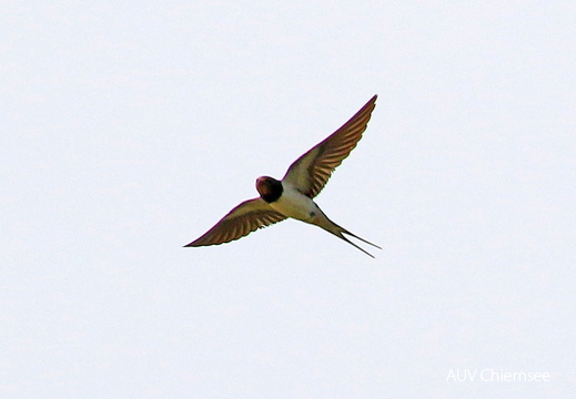 AktNatBeo-170818-hw-Rauchschwalbe-HB 876A3636-1200pix