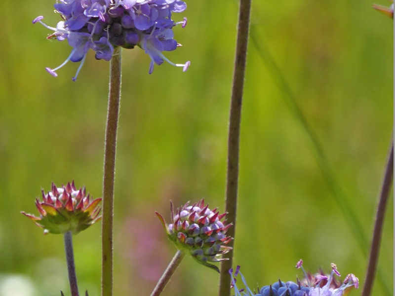 AktNatBeo-170818-dh-4 Teufelsabbiss-Blueten u Knospen-1200 hoch