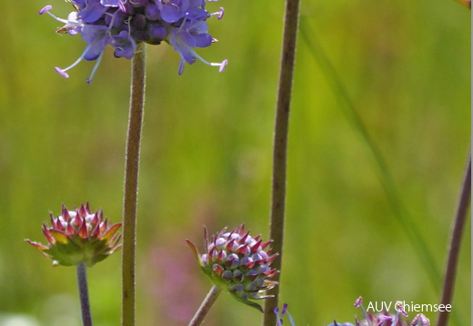 AktNatBeo-170818-dh-4 Teufelsabbiss-Blueten u Knospen-1200 hoch