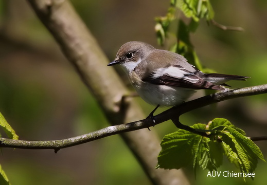 AktNatBeo-170603-mm-Trauschnaepper-W-Manitz