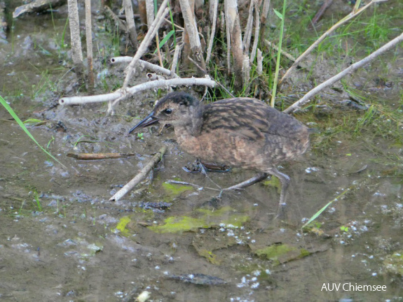 AktNatBeo-170706-ja-juvenile Wasseralle