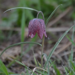 AktNatBeo-170400-ja-Schachblume