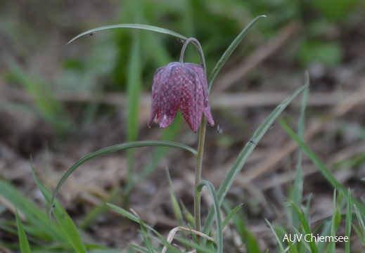 AktNatBeo-170400-ja-Schachblume