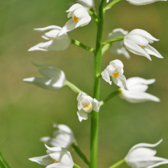 AktNatBeo-170527-ja-Schwertblaettriges Waldvo  gelein