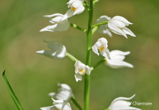 AktNatBeo-170527-ja-Schwertblaettriges Waldvo  gelein