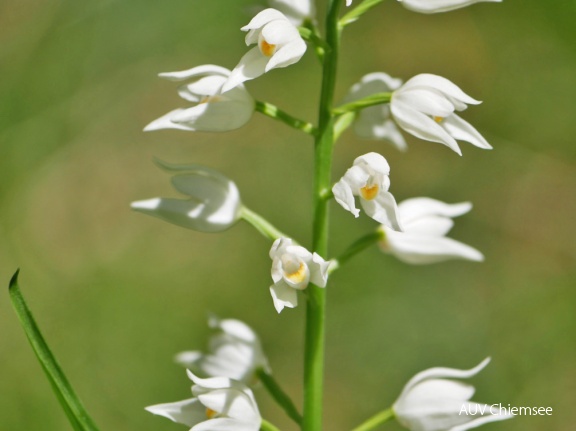 AktNatBeo-170527-ja-Schwertblaettriges Waldvo  gelein