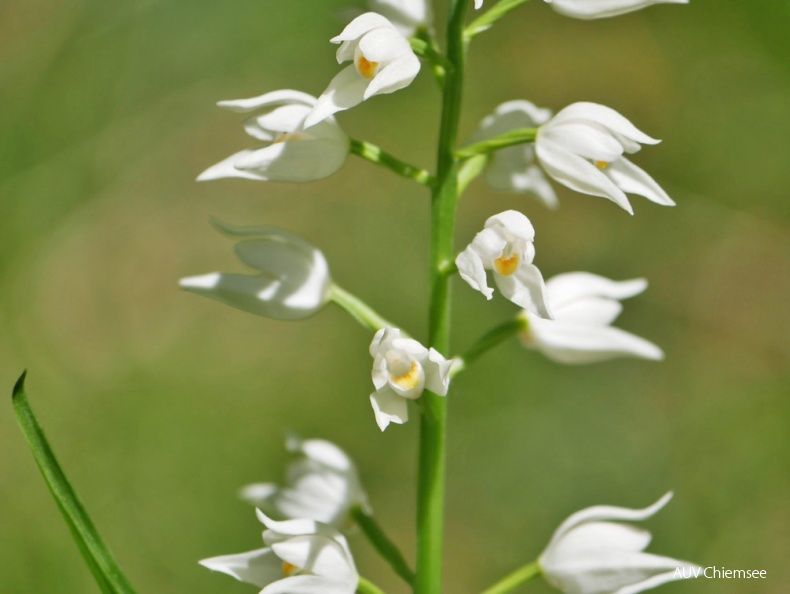 AktNatBeo-170527-ja-Schwertblaettriges_Waldvo__gelein.jpg