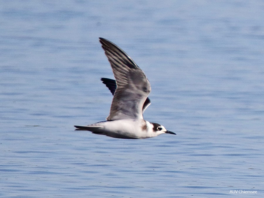 AktNatBeo-170814-dn-96A2413 Trauerseeschwalbe HB HDN 1