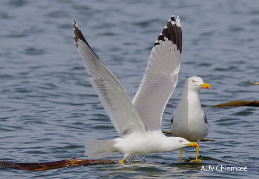 AktNatBeo-170333-dn 96A8369 Moewe HB HDN