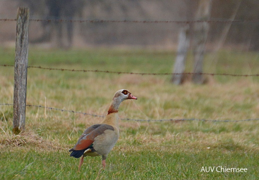 AktNatBeo-170312-ja-Nilgans