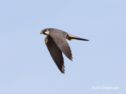 AktNatBeo-170501-dn-96A0577 Baumfalke HB HDN