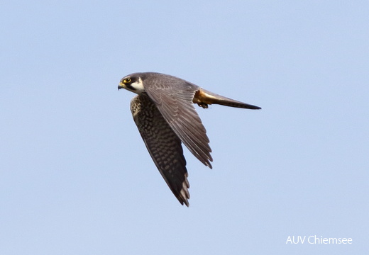 AktNatBeo-170501-dn-96A0577 Baumfalke HB HDN