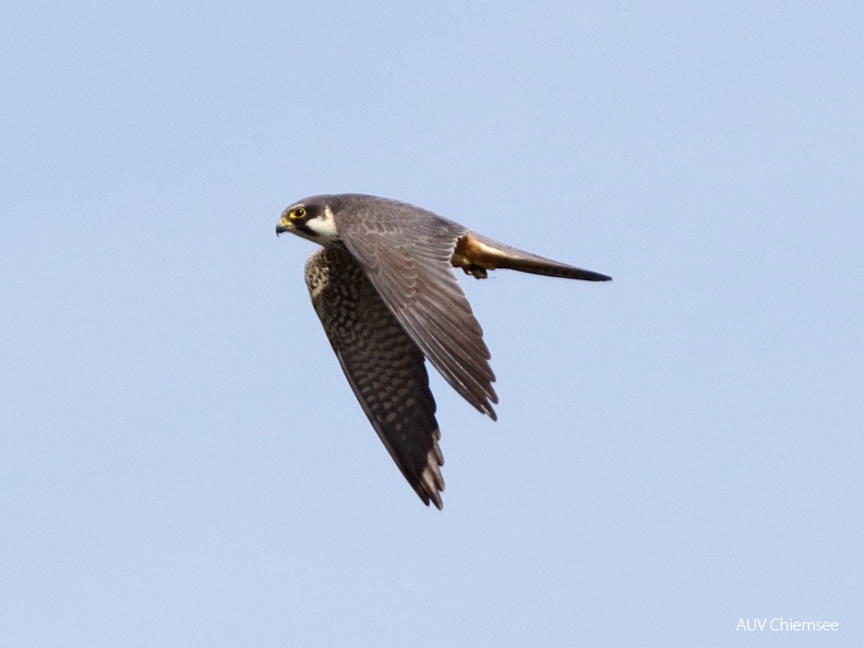 AktNatBeo-170501-dn-96A0577 Baumfalke HB HDN