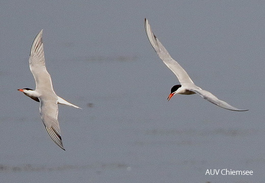 AktNatBeo-170613 bis 24-dn-96A9322 Flussseeschwalbe HB HDN